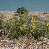 Buy canvas prints of Yellow Horned Poppy on the beach. by Mark Ward