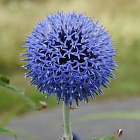 Buy canvas prints of Globe Thistle. by Mark Ward