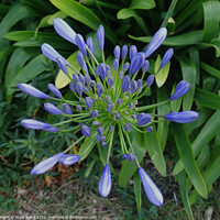 Buy canvas prints of Agapanthus Bloom by Mark Ward
