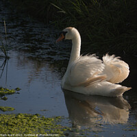 Buy canvas prints of Evening Swan by Mark Ward