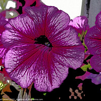 Buy canvas prints of Posterized Petunia. by Mark Ward