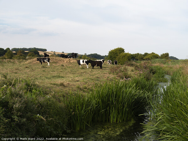 Cattle on the River. Picture Board by Mark Ward