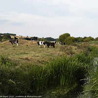 Buy canvas prints of Cattle on the River. by Mark Ward