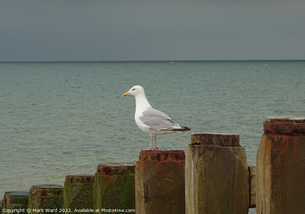 Gull on a Groyne. Picture Board by Mark Ward