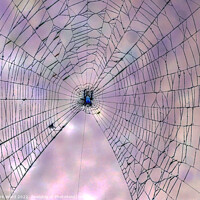 Buy canvas prints of The Web. by Mark Ward