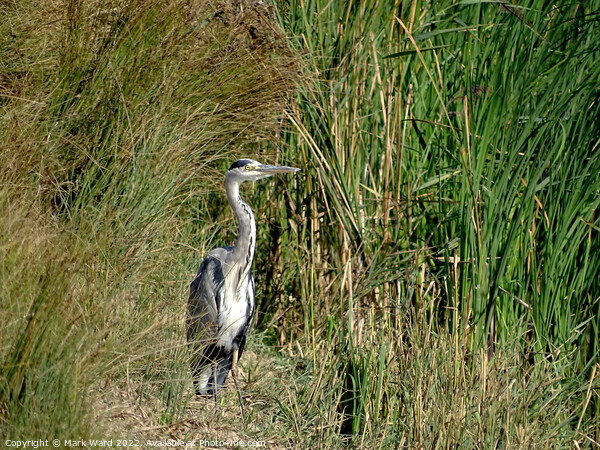 Grey Heron in the Reeds. Picture Board by Mark Ward