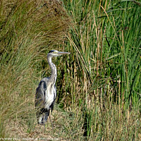 Buy canvas prints of Grey Heron in the Reeds. by Mark Ward