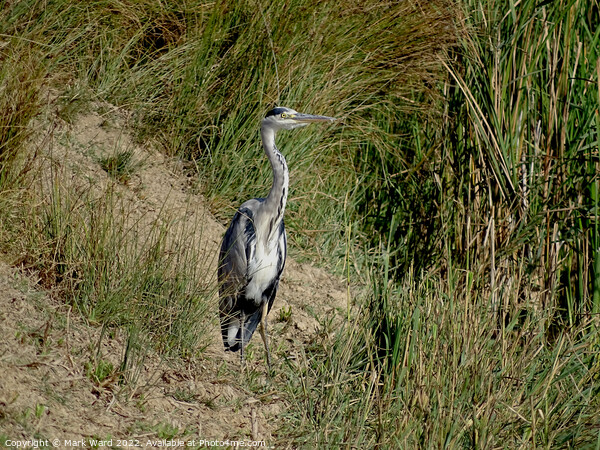 Grey Heron by the Water. Picture Board by Mark Ward