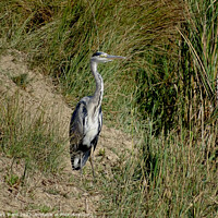 Buy canvas prints of Grey Heron by the Water. by Mark Ward