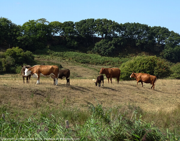 Cattle in the Sussex Countryside. Picture Board by Mark Ward