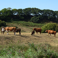 Buy canvas prints of Cattle in the Sussex Countryside. by Mark Ward