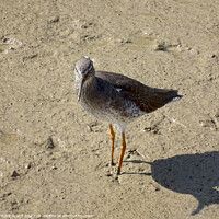 Buy canvas prints of Redshank Wader in Rye Harbour. by Mark Ward