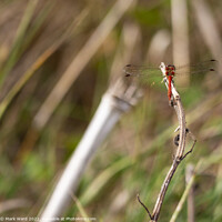 Buy canvas prints of Red Dragonfly by Mark Ward