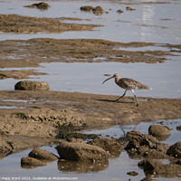 Buy canvas prints of Curlew at Pett Level by Mark Ward