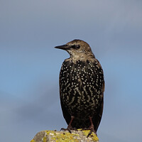 Buy canvas prints of The humble yet beautiful Starling by Mark Ward