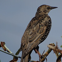 Buy canvas prints of Starling. by Mark Ward