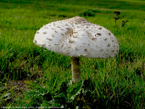 Large Parasol Mushroom in September. Picture Board by Mark Ward