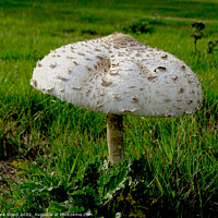 Buy canvas prints of Large Parasol Mushroom in September. by Mark Ward