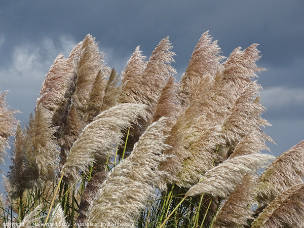 Swaying Pampas Grass Picture Board by Mark Ward