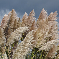 Buy canvas prints of Swaying Pampas Grass by Mark Ward