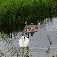 Buy canvas prints of Swan Family in Sussex. by Mark Ward