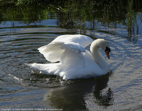 Regal Swan Picture Board by Mark Ward