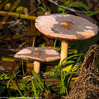 Buy canvas prints of Fungal World. by Mark Ward