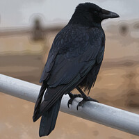 Buy canvas prints of The Wise Crow. by Mark Ward