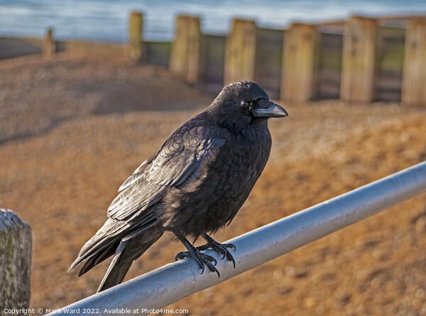Crow on the Seashore Picture Board by Mark Ward