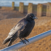 Buy canvas prints of Crow on the Seashore by Mark Ward
