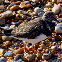 Buy canvas prints of Turnstone by Mark Ward
