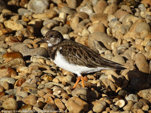 Turnstone on the Stones Picture Board by Mark Ward