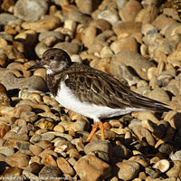 Buy canvas prints of Turnstone on the Stones by Mark Ward