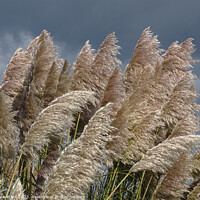 Buy canvas prints of What Fronds are for. by Mark Ward