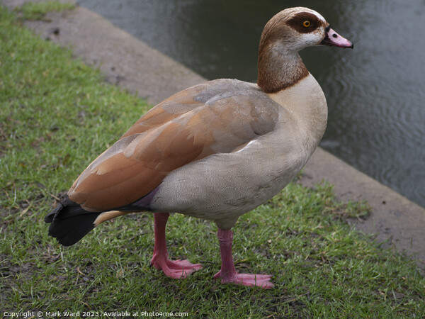 Egyptian Goose in a Hastings Park Picture Board by Mark Ward