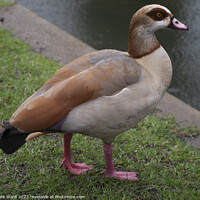 Buy canvas prints of Egyptian Goose in a Hastings Park by Mark Ward