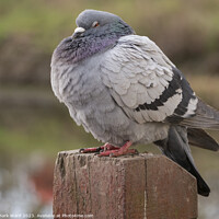 Buy canvas prints of The Plump Pigeon by Mark Ward