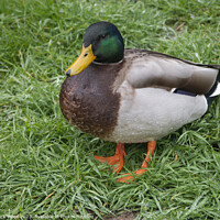 Buy canvas prints of Mallard in Bloom. by Mark Ward