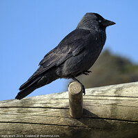 Buy canvas prints of Jackdaw on an exercise bench. by Mark Ward