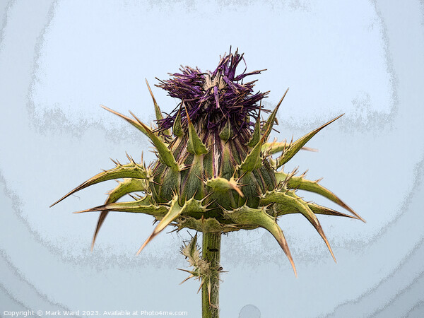 Thistle Flower, Picture Board by Mark Ward