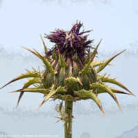 Buy canvas prints of Thistle Flower, by Mark Ward