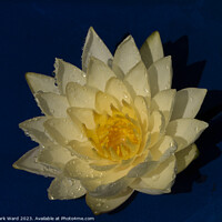 Buy canvas prints of The Golden Lily by Mark Ward