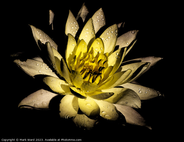 The Glowing Lily Picture Board by Mark Ward