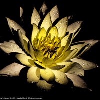 Buy canvas prints of The Glowing Lily by Mark Ward