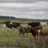 Buy canvas prints of A herd of cattle at Pett Level. by Mark Ward