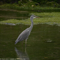 Buy canvas prints of Heron at Arundel Mill. by Mark Ward