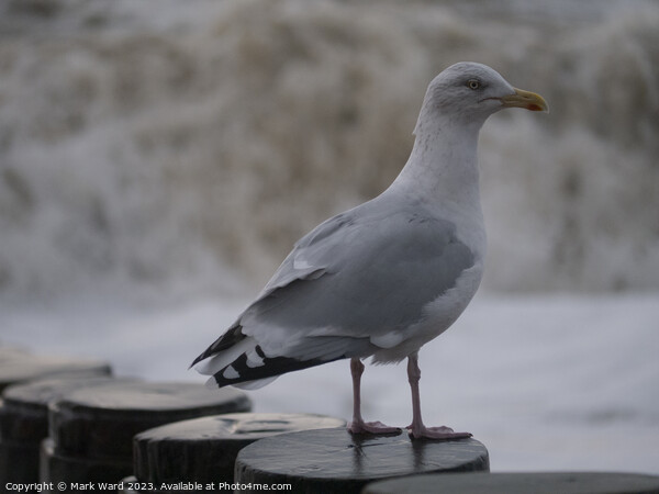 Gull on a Groyne. Picture Board by Mark Ward