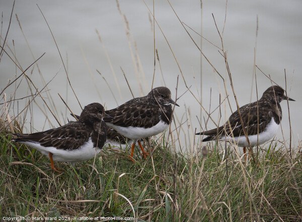 Turnstone group on a Bexhill cliff edge. Picture Board by Mark Ward