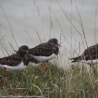 Buy canvas prints of Turnstone group on a Bexhill cliff edge. by Mark Ward