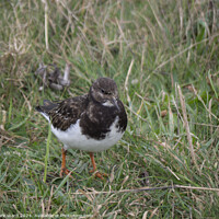 Buy canvas prints of A Turnstone without a stone. by Mark Ward